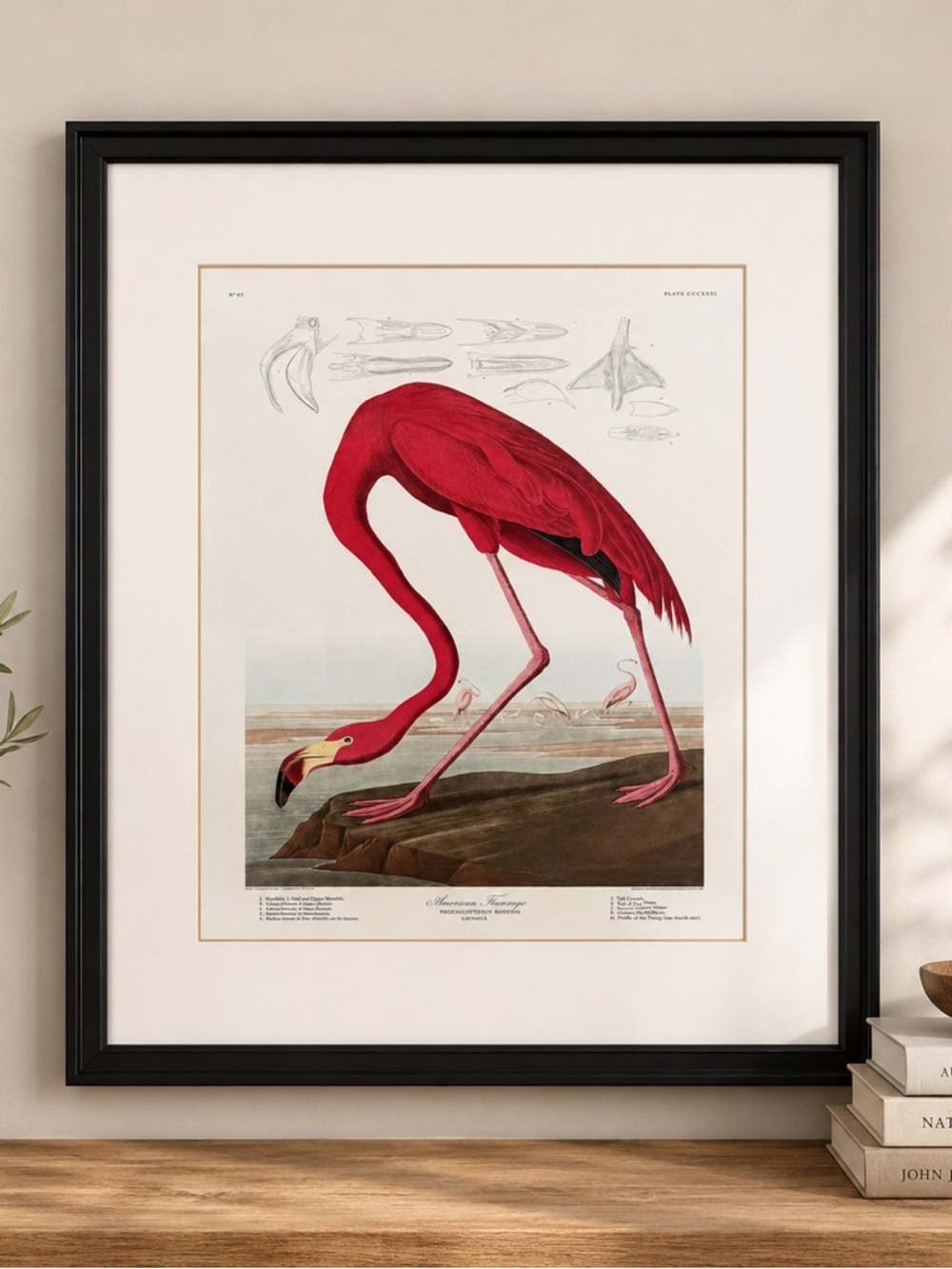 Framed John James Audubon Flamingo Art Print | Black Metal Frame & Beveled Mat